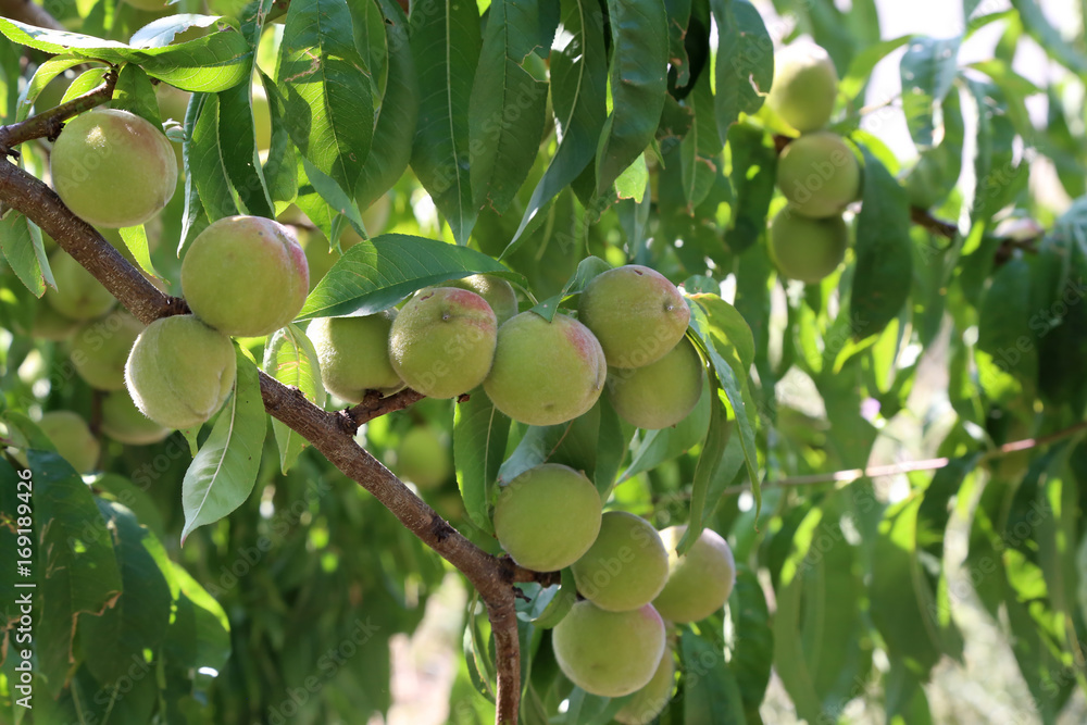 Green peaches on a branch