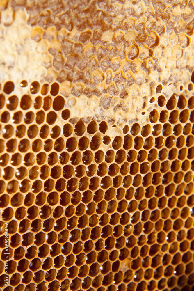 honey comb background or texture honey comb background or texture
