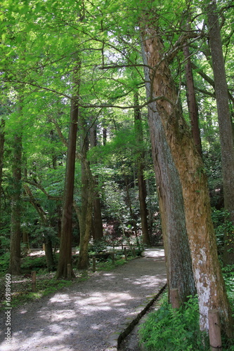 成田山公園の森