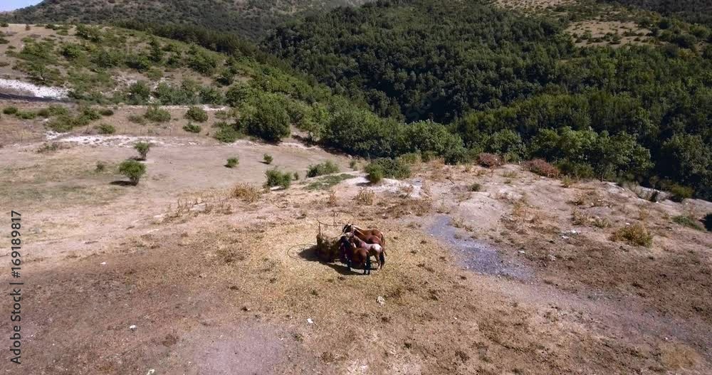 drone flying over horses eating hay in an arid field on summer season drone flying over horses eating hay in an arid field on summer season