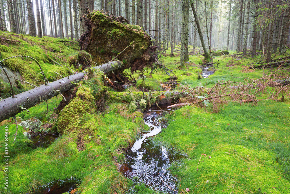Uprooted tree by a creek in the coniferous forest