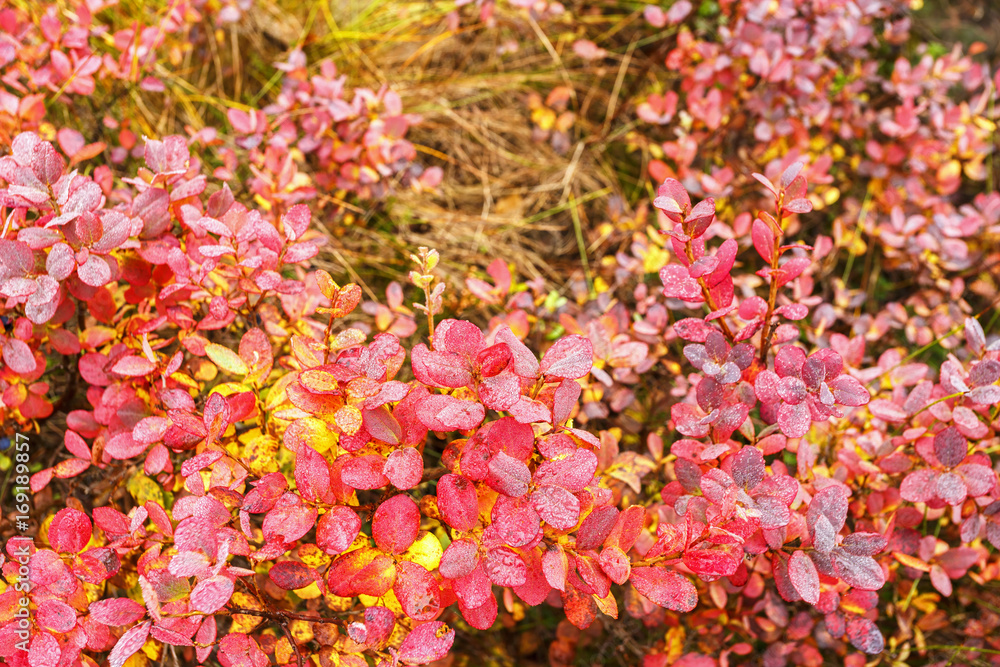 Red autumn leaves on blueberry bushes Red autumn leaves on blueberry bushes