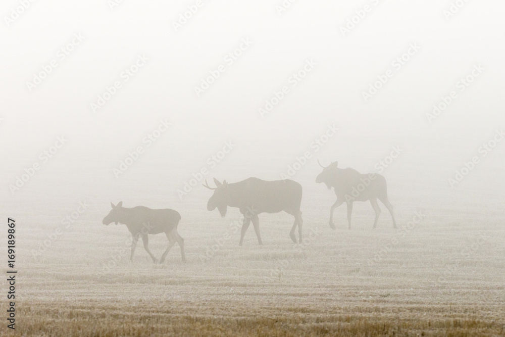 Obraz premium Bull moose in the autumn mist in a field