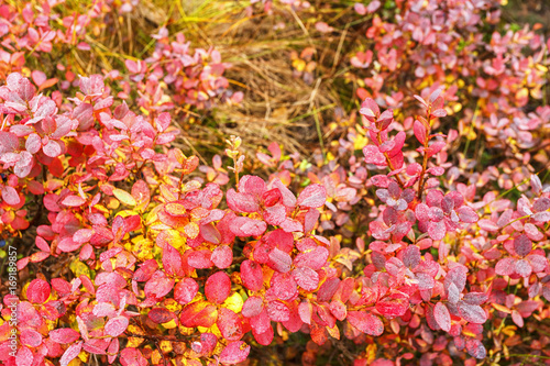 Red autumn leaves on blueberry bushes © Lars Johansson