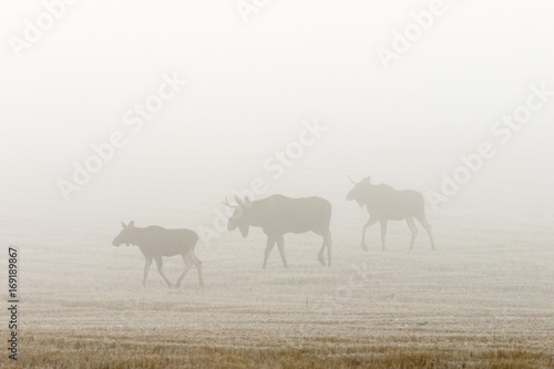 Fototapeta Naklejka Na Ścianę i Meble -  Bull moose in the autumn mist in a field