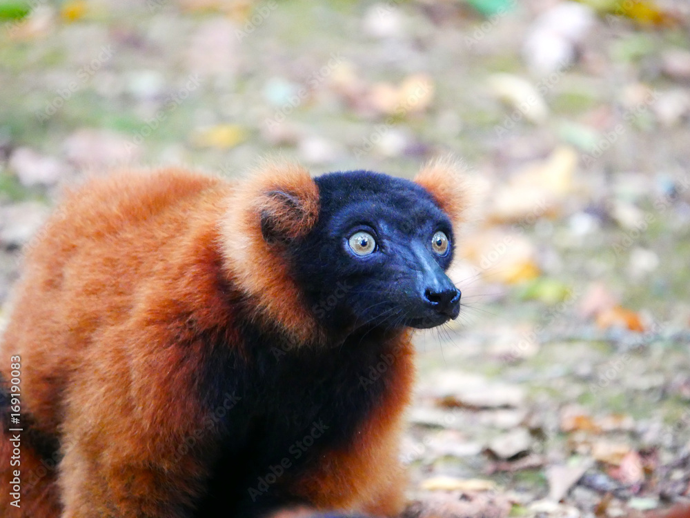 Obraz premium Vari roux