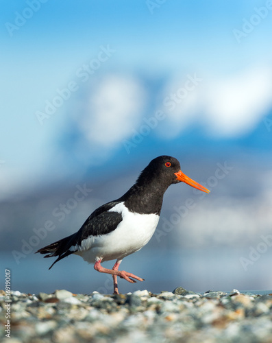 Oystercatcher against the background of snow mountains 