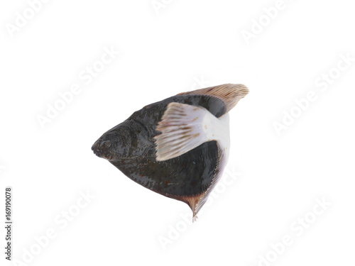 Canvas-taulu flounder