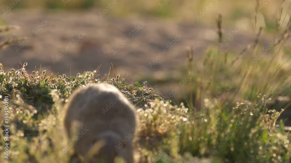 European ground squirrel (Spermophilus citellus) European ground squirrel (Spermophilus citellus)