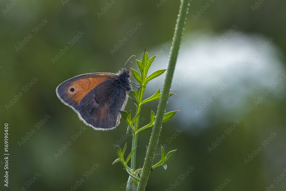 Fototapeta premium Motyl