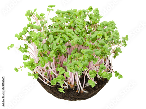China Rose radish seedlings in potting compost from above. Sprouts, vegetable, microgreen. Chinese winter radish with smooth rose colored skin. Cotyledons of Raphanus sativus. Macro photo over white.