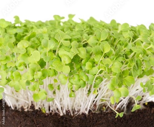 Mizuna seedlings in potting compost front view. Sprouts, vegetable, microgreen. Also called Japanese mustard greens, kyona or spider mustard. Cotyledons of Brassica juncea. Macro photo over white.