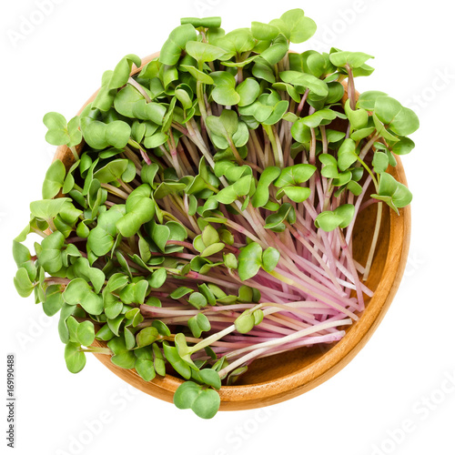 China Rose radish sprouts in wooden bowl. Cotyledons of Raphanus sativus. Chinese winter radish leaves with rose colored skin. Vegetable. Microgreen. Macro food photo close up from above over white.