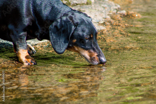 Black dachshund stepping into the water