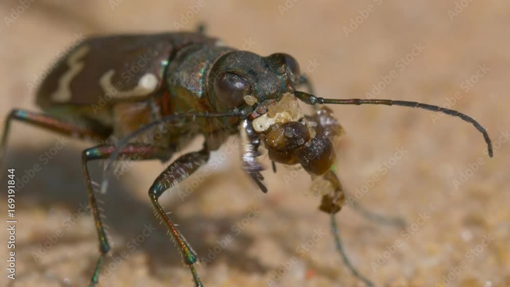 Northern dune tiger beetle (Cicindela hybrida) Northern dune tiger beetle (Cicindela hybrida)