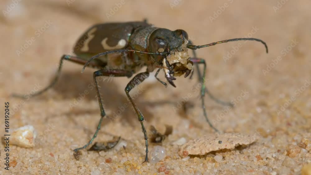 Northern dune tiger beetle (Cicindela hybrida)