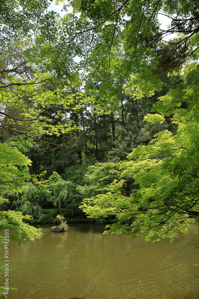 Fototapeta premium 成田山公園の池
