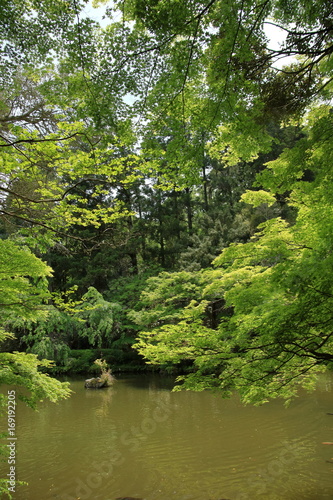 成田山公園の池