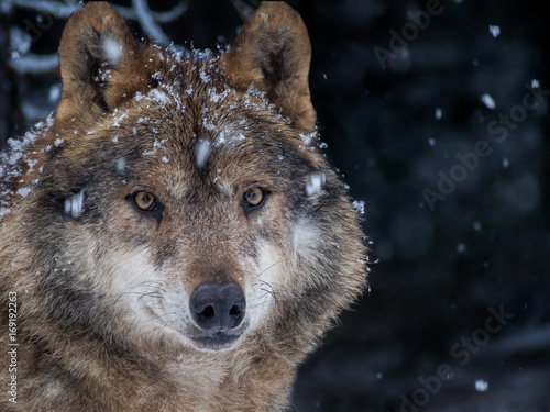 Iberian wolf in the snow in the forest in winter