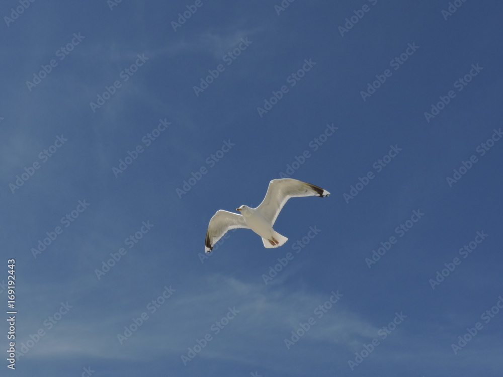 Obraz premium Möwe im Flug