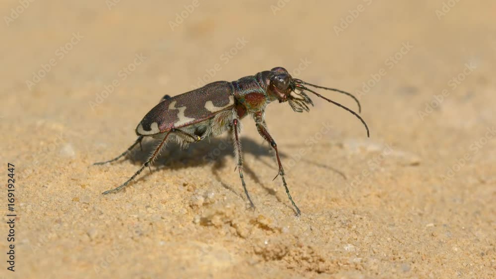 Northern dune tiger beetle (Cicindela hybrida) Northern dune tiger beetle (Cicindela hybrida)