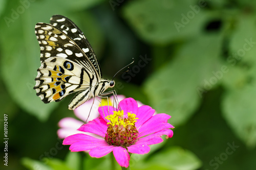 Image of The Lime Butterfly on nature background. Insect Animal (Papilio demoleus malayanus Wallace, 1865) © yod67