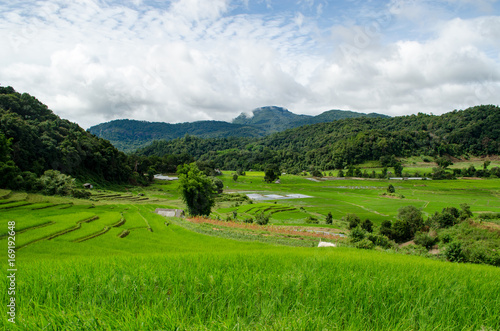 Rice Field Farm on The Background.