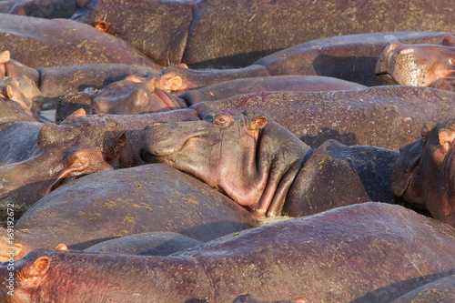 Hippo (Hippopotamus amphibius)