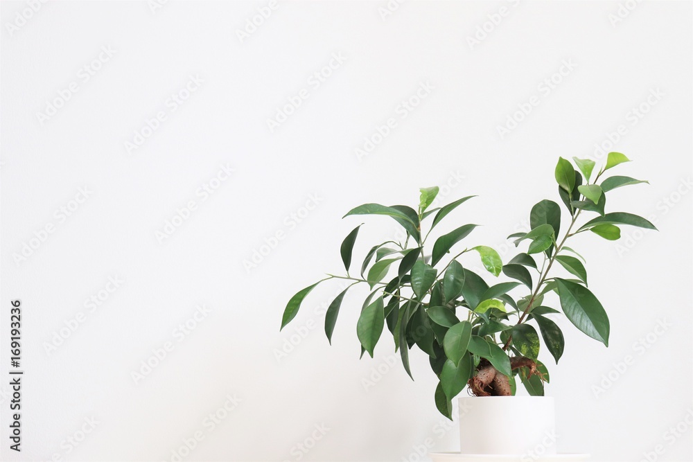 観葉植物(ガジュマル)/Chinese banyan 観葉植物(ガジュマル)/Chinese banyan