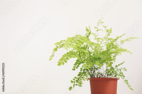 観葉植物（アジアンタム）/ Adiantum radiatum photo