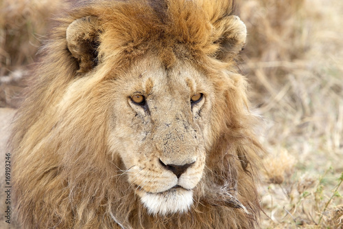 African lion  Panthera leo 