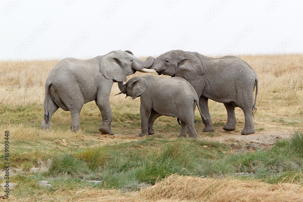 Fototapeta premium Słoń afrykański (Loxodonta africana)