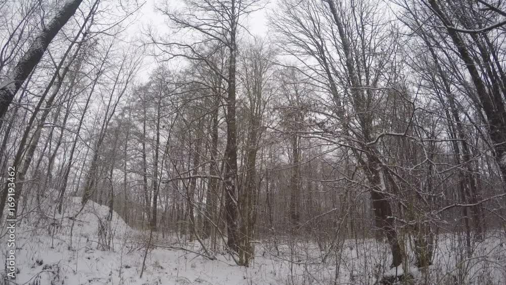 Walk In The Winter Woods Walk In The Winter Woods