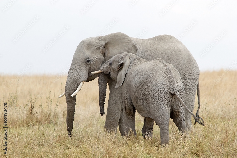 Fototapeta premium African elephant (Loxodonta africana)