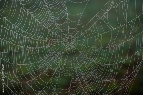 A dew covered spider web glistens in the sunlight on a cool morning.