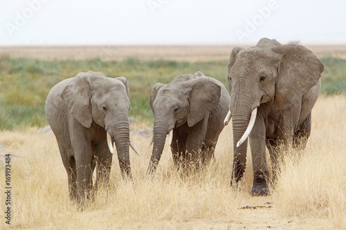 African elephant  Loxodonta africana 