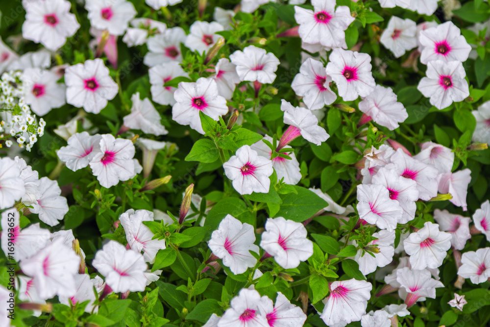 Flowerbed with beautiful white petunia with bright pink center flowers in a garden Flowerbed with beautiful white petunia with bright pink center flowers in a garden