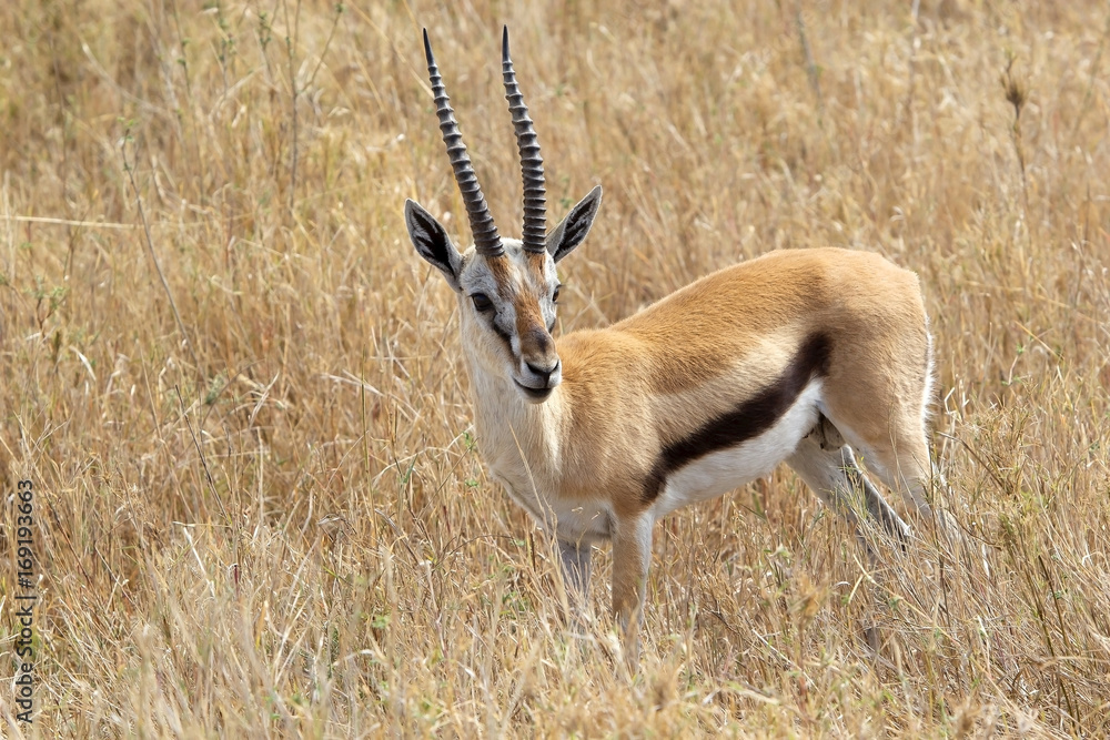 Thomson's gazelle (Gazella thomsonii) Thomson's gazelle (Gazella thomsonii)