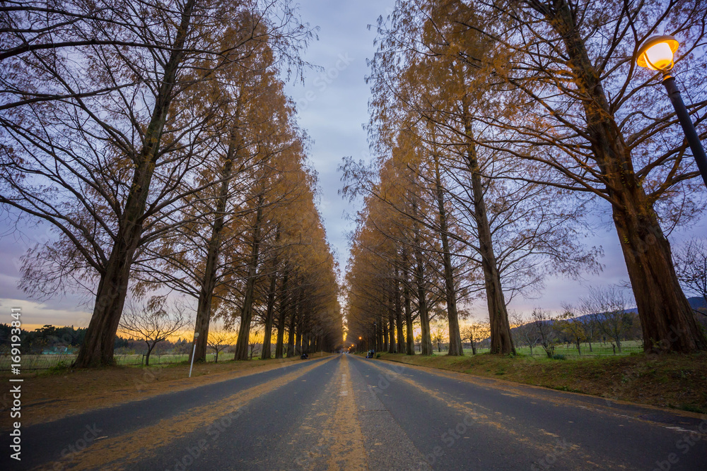 Metasequoia road