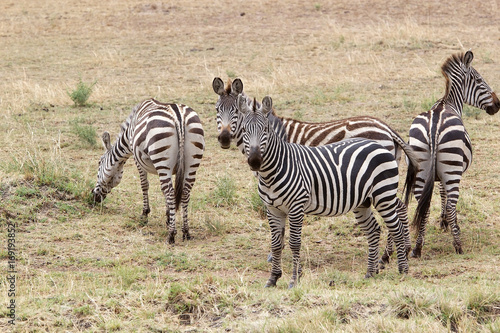 Zebra  Equus burchellii 