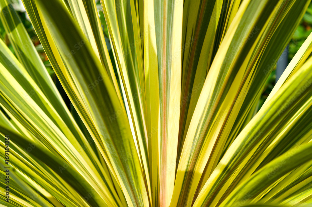 Plante de fond avec de longues feuilles vertes et jaunes Acorus — free download