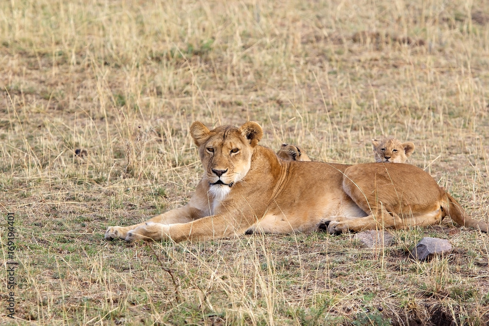 African lioness (Panthera leo) and cubs African lioness (Panthera leo) and cubs