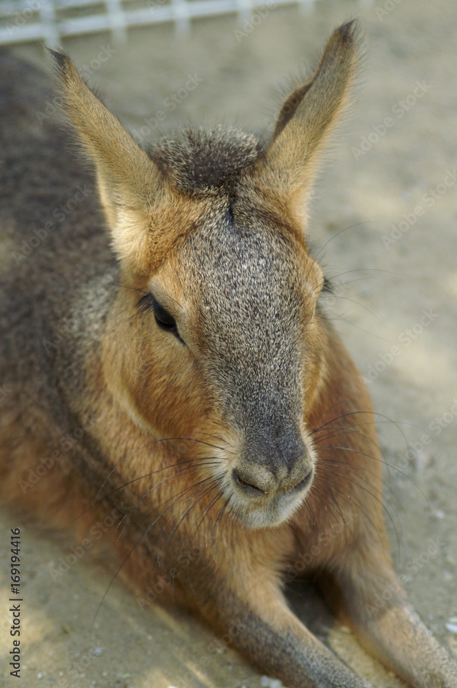 とびうさぎ とびうさぎ