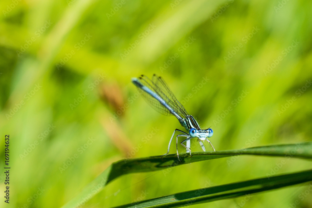 dragonfly on the grass dragonfly on the grass