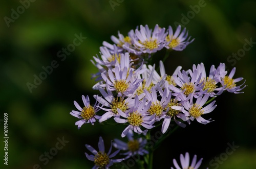 Aster ageratoides