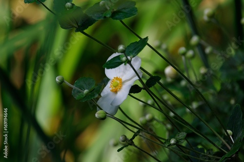 Aster ageratoides photo