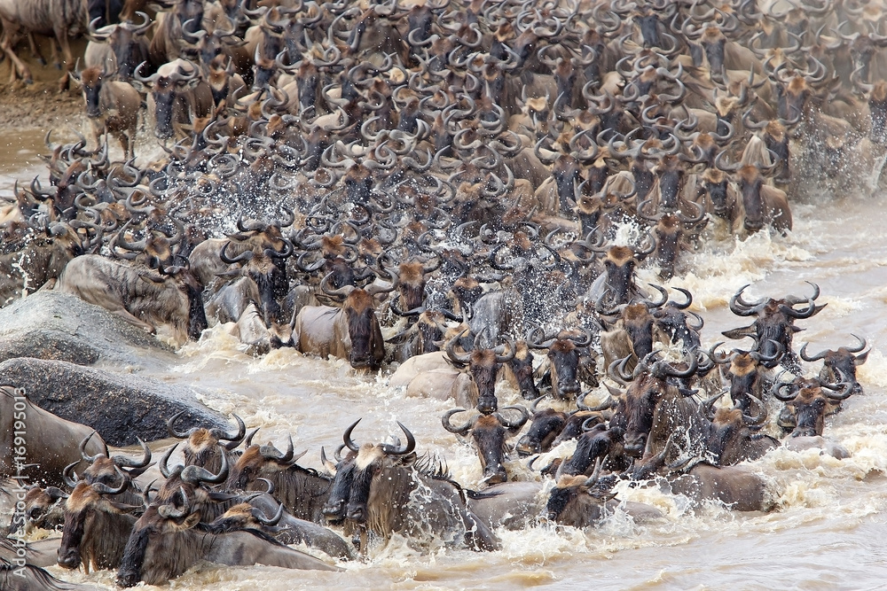 Wildebeest (Connochaetes taurinus) great migration