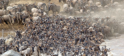 Vászonkép Wildebeest (Connochaetes taurinus) migration