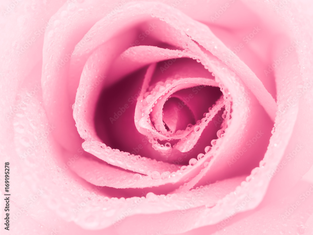 Top view and close-up image of beautiful pink rose flower with droplet. Valentine day, love and wedding concept. Selective focus. Top view and close-up image of beautiful pink rose flower with droplet. Valentine day, love and wedding concept. Selective focus.