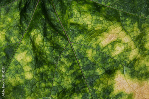 close up pumpkin leaf. abstract green and yellow leaf background and texture. selective focus.
